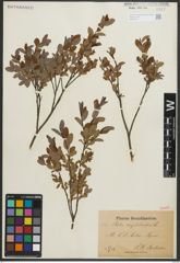 Foto von Salix myrtilloides L.